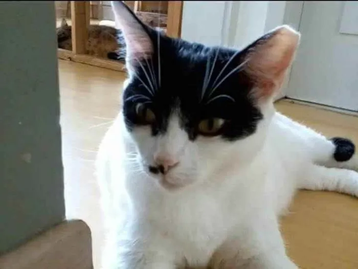 Gato ra a srd frajolinha  idade 2 anos nome ATHENA