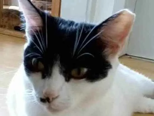 Gato ra a srd frajolinha  idade 2 anos nome ATHENA