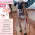 Maya