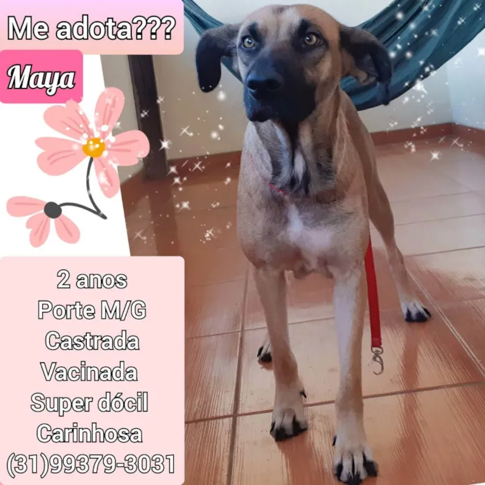 Cachorro raça SRD idade 2 anos nome Maya