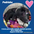Pedrinho