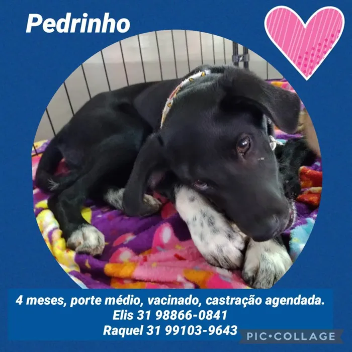 Cachorro raça SRD idade 2 a 6 meses nome Pedrinho
