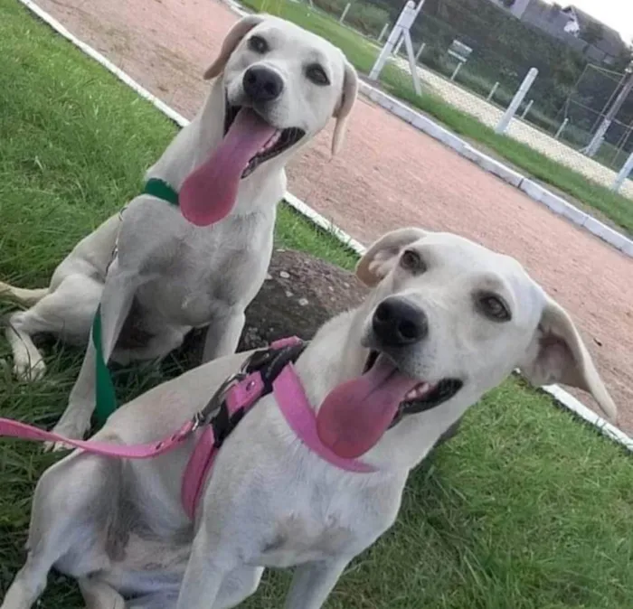 Cachorro ra a Sem raça definida idade 2 anos nome Dimi e sofia