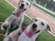 Dimi e sofia