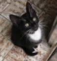 Gato raça Srd idade 2 a 6 meses nome Zequinha