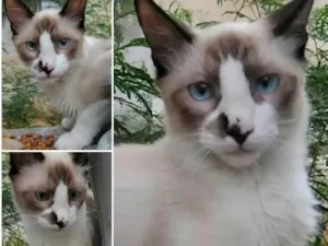 Gato raça SRD idade 1 ano nome Dom