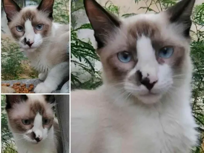 Gato ra a SRD idade 1 ano nome Dom