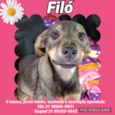 Filó 