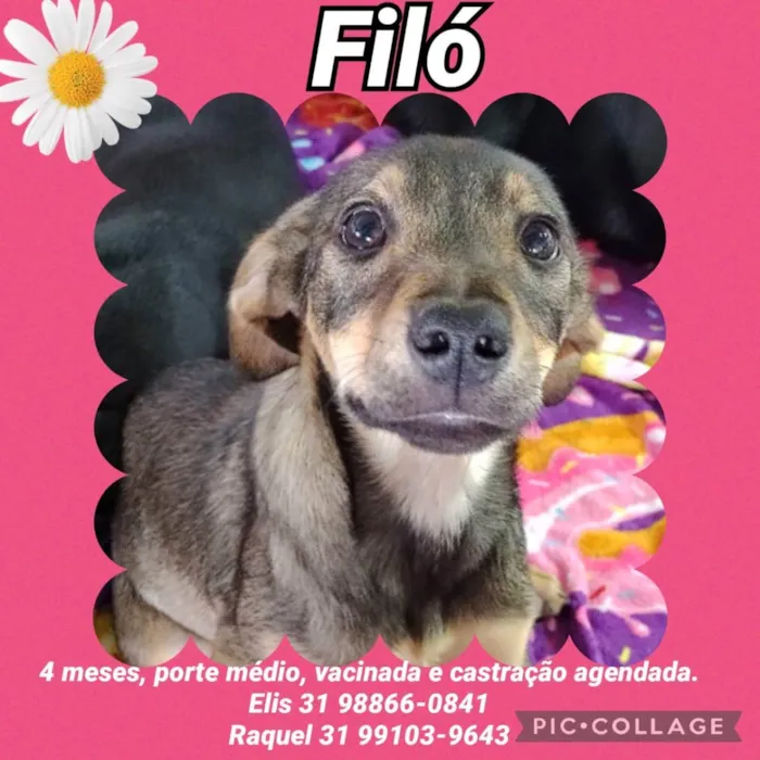 Cachorro raça SRD idade 2 a 6 meses nome Filó 