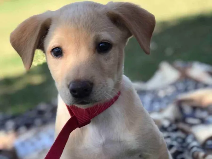 Cachorro raça Srd idade 2 a 6 meses nome Pitty