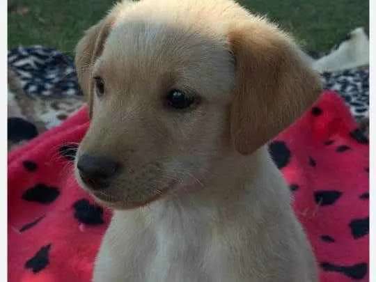 Cachorro raça Srd idade 2 a 6 meses nome Pietra