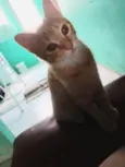 Lindeza e lindão 