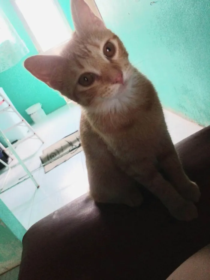 Gato ra a Normal  idade 2 a 6 meses nome Lindeza e lindão 