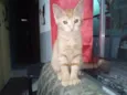Lindeza e lindão 