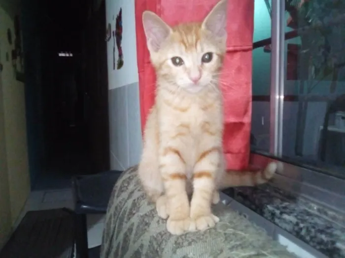 Gato ra a Normal  idade 2 a 6 meses nome Lindeza e lindão 