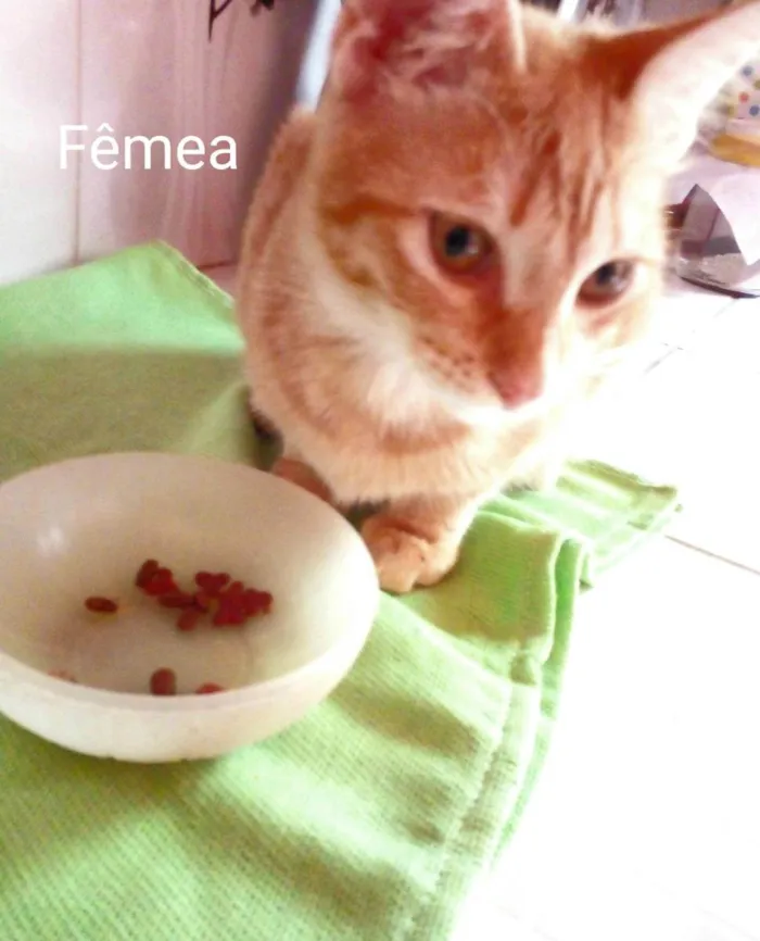Gato ra a Normal  idade 2 a 6 meses nome Lindeza e lindão 