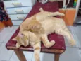 Lindeza e lindão 