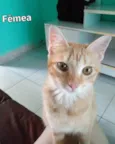 Lindeza e lindão 