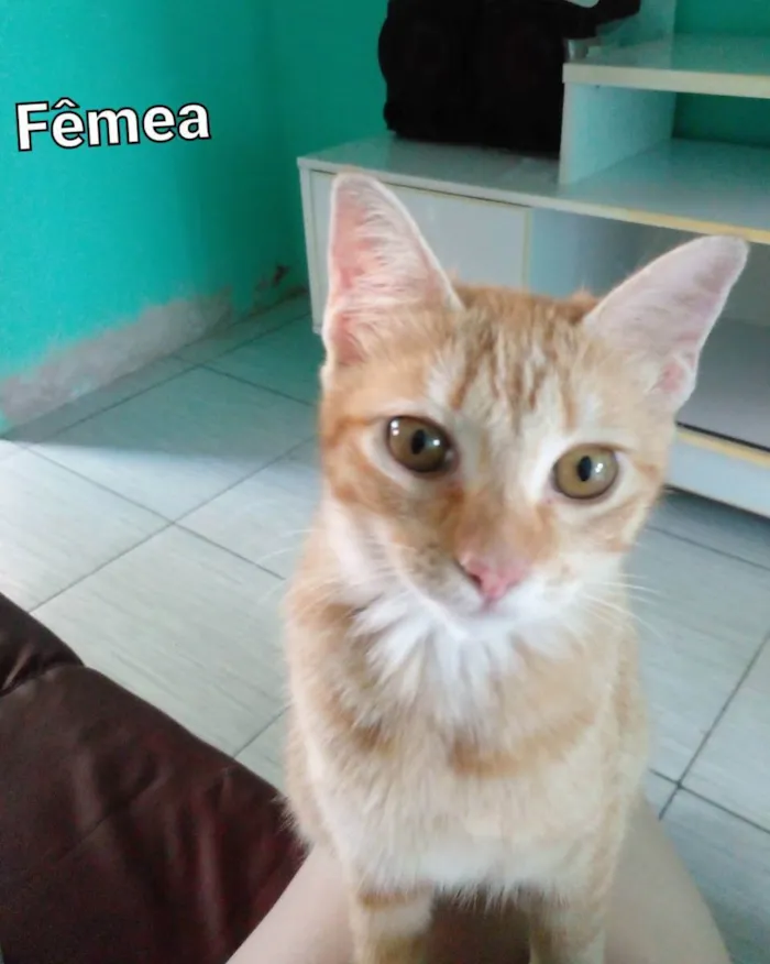 Gato ra a Normal  idade 2 a 6 meses nome Lindeza e lindão 