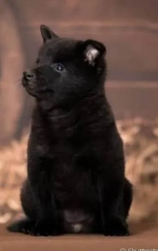 Cachorro raça Pasto belga  idade  nome Sem nome ainda 