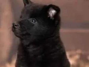 Cachorro raça Pasto belga  idade  nome Sem nome ainda 