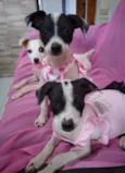 Nina Neném e Nala