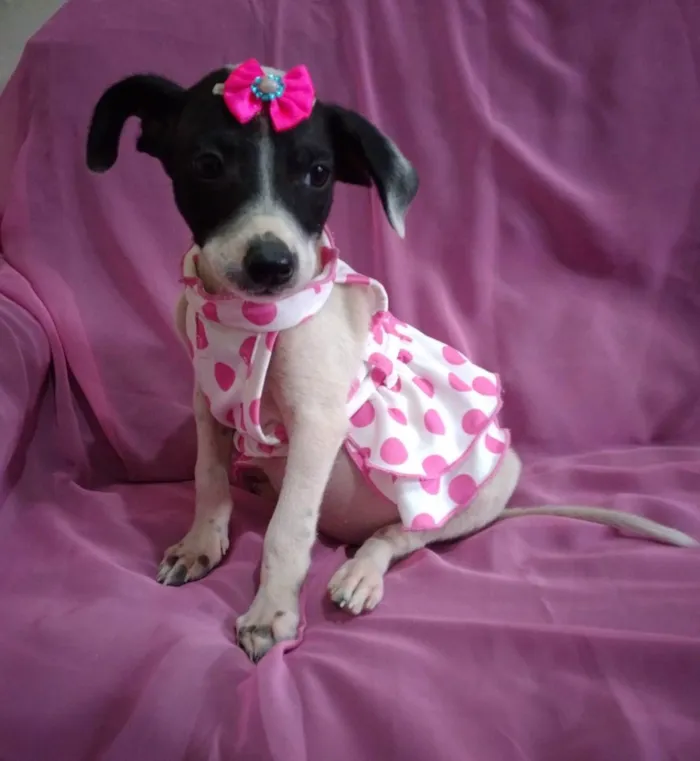 Cachorro ra a Srs idade 2 a 6 meses nome Nina Neném e Nala