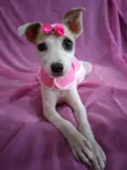 Nina Neném e Nala