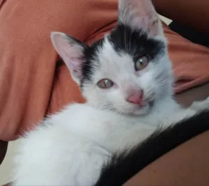 Gato raça Não Informado idade Abaixo de 2 meses nome Fêmea preto e branca