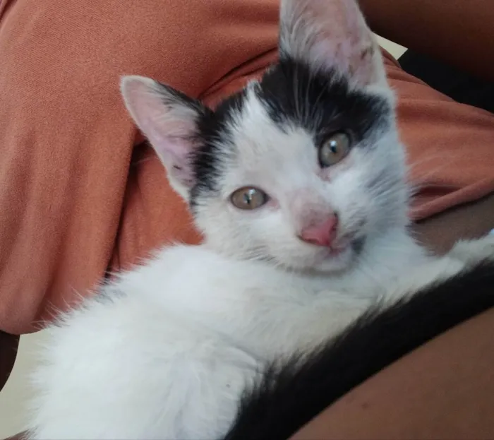 Gato ra a Não Informado idade Abaixo de 2 meses nome Fêmea preto e branca