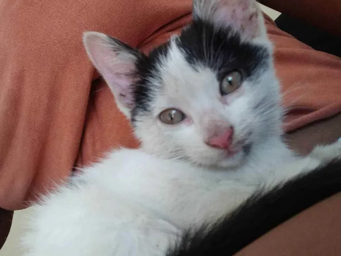 Gato ra a Não Informado idade Abaixo de 2 meses nome Fêmea preto e branca