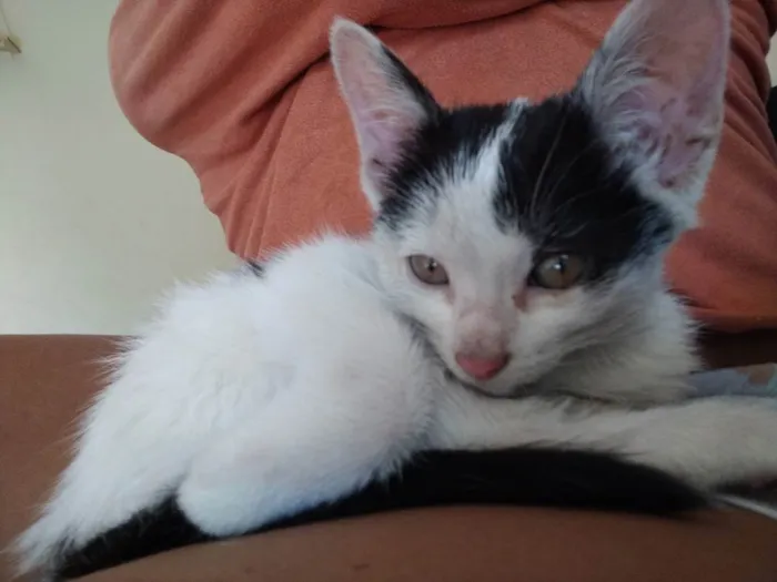 Gato raça Não Informado idade Abaixo de 2 meses nome Gata Fêmea Branca 