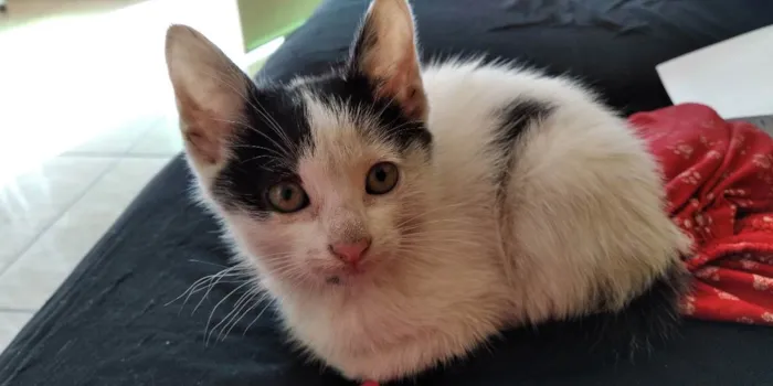 Gato raça Não Informado idade Abaixo de 2 meses nome Gata Fêmea Branca 