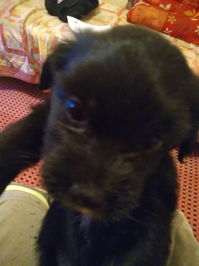 Cachorro raça vira lata  idade Abaixo de 2 meses nome naotem