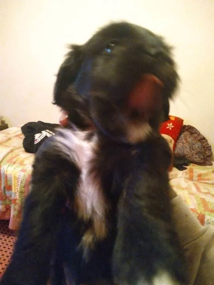 Cachorro raça vira lata  idade Abaixo de 2 meses nome naotem