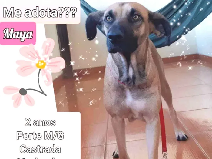 Cachorro raça SRD idade 2 anos nome Maya