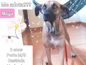 Cachorro raça SRD idade 2 anos nome Maya
