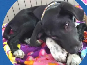 Cachorro raça SRD idade 2 a 6 meses nome Pedrinho