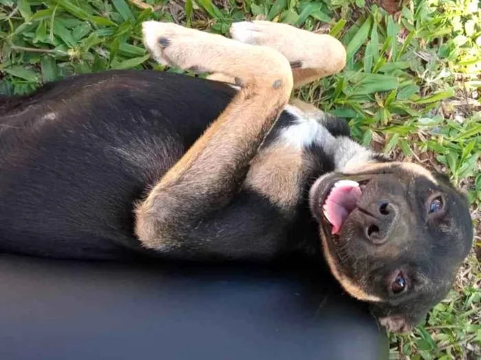 Cachorro ra a Sem raça definida  idade 2 anos nome Polaina