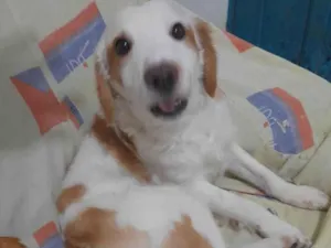 Cachorro raça Srd idade 3 anos nome Anakin
