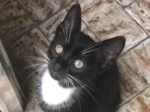 Gato raça Srd idade 2 a 6 meses nome Zequinha
