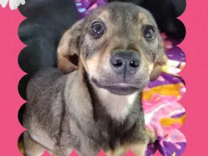 Cachorro raça SRD idade 2 a 6 meses nome Filó 