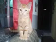 Lindeza e lindão 