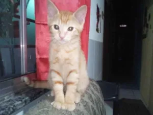 Gato raça Normal  idade 2 a 6 meses nome Lindeza e lindão 