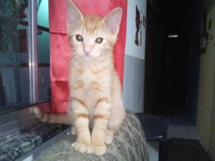 Gato ra a Normal  idade 2 a 6 meses nome Lindeza e lindão 