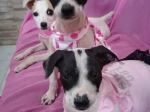 Cachorro raça Srs idade 2 a 6 meses nome Nina Neném e Nala