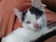 Gata Fêmea Branca 