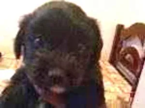 Cachorro raça vira lata  idade Abaixo de 2 meses nome naotem
