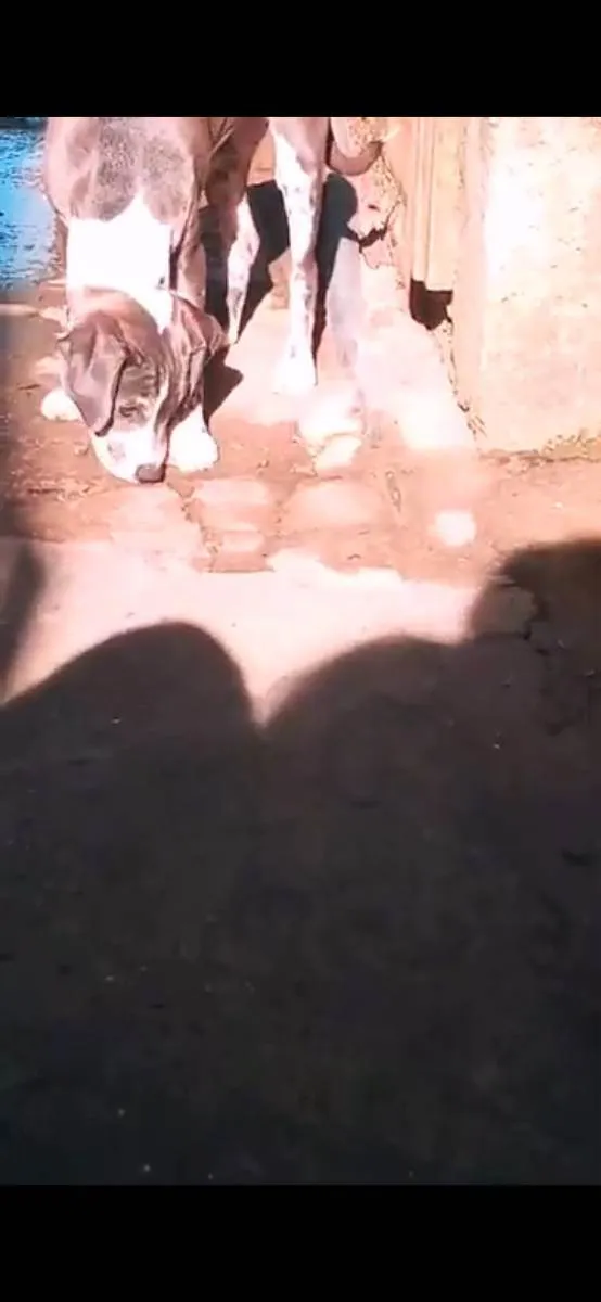 Cachorro raça Não tem  idade 1 ano nome Emma