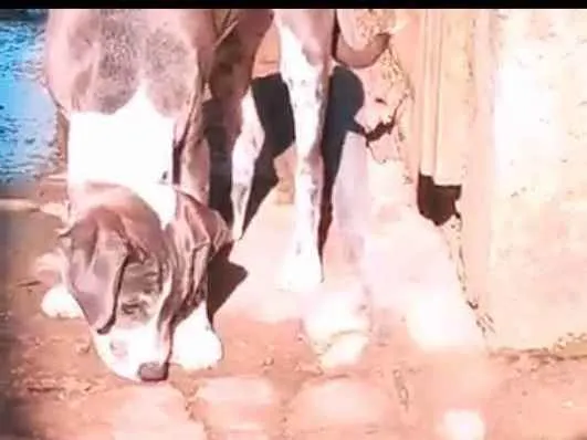 Cachorro raça Não tem  idade 1 ano nome Emma